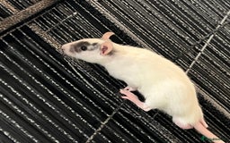 Rat rodents for sale: Baby Rats - Image 2
