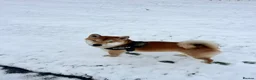 Japanese Shiba Inu dogs for sale: Japanese Shiba Inu Puppies  in Chester - Advert 5