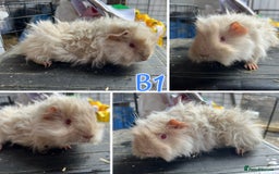 Guinea Pig rodents for sale: Bonded Lunkarya Guinea Pig boars  - Image 2