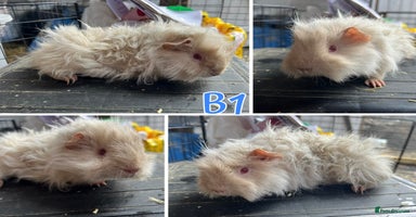 Guinea Pig rodents - Advert 8