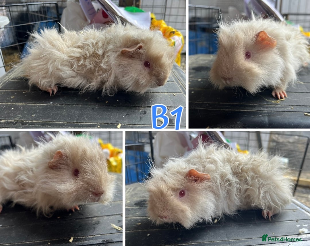 Guinea Pig rodents for sale: Bonded Lunkarya Guinea Pig boars  - Image 2