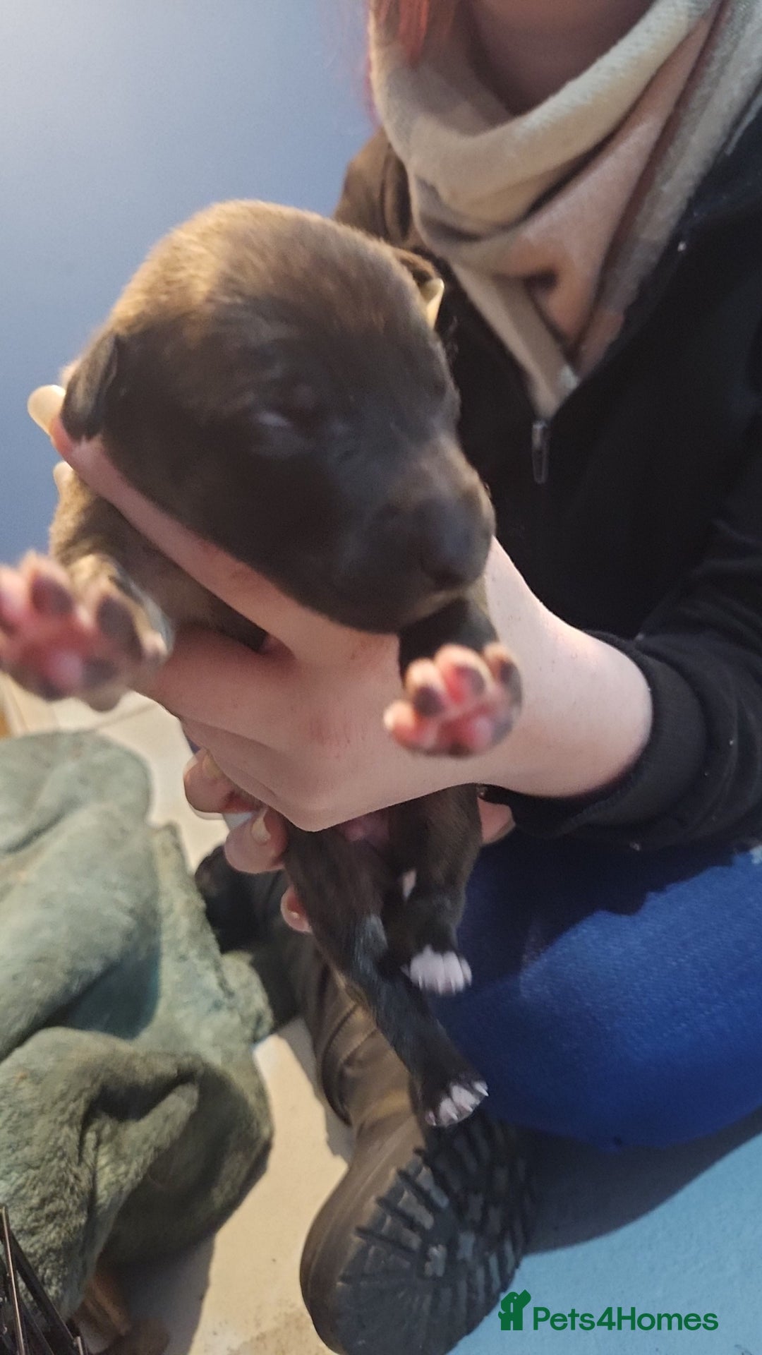 Whippet dogs for sale: 8 beautiful  brindle whippet  - Advert 20