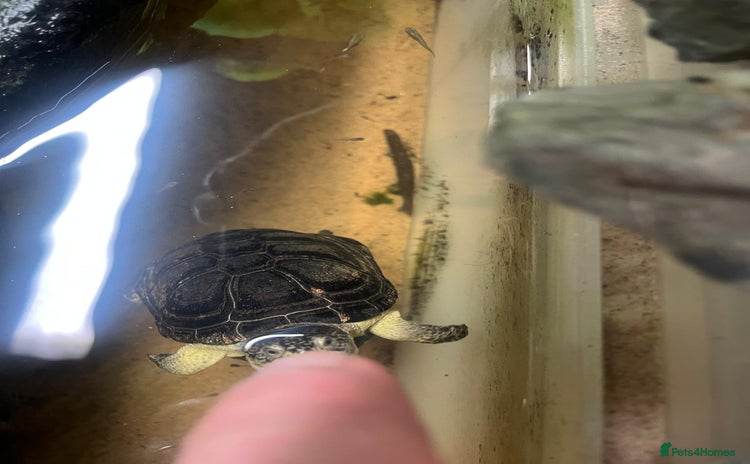 Turtle reptiles Dwarf African mud turtles - Advert 2