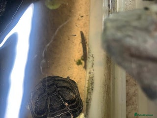 Turtle reptiles for sale: Dwarf African mud turtles - Advert 1