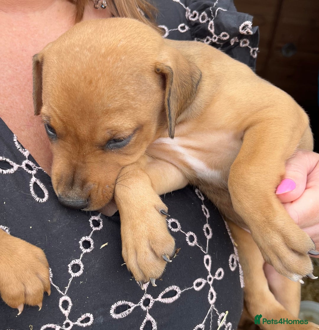 Dobermann dogs for sale: Doberman puppies for sale - Image 7