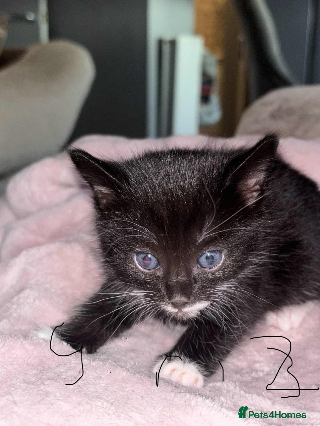 British Shorthair cats for sale: Litter of five kittens looking for forever home - Advert 5
