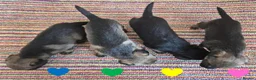 Border Terrier dogs for sale: Beautiful Border Terriers for Sale - Advert 3