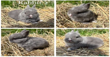 Netherland Dwarf rabbits - Advert 1