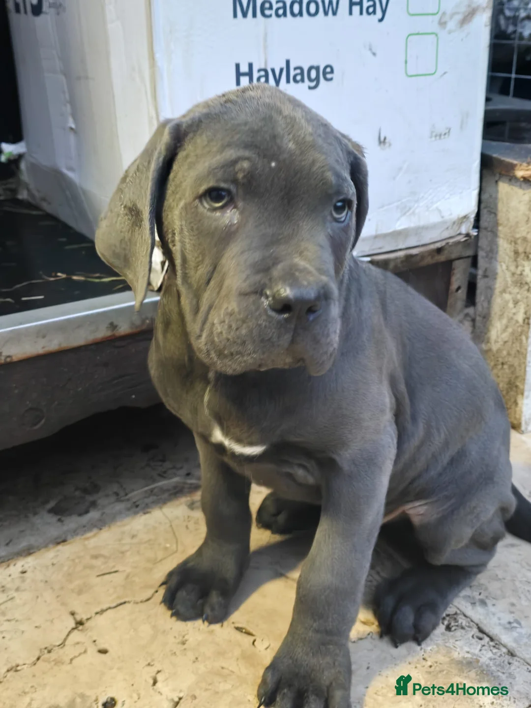 Cane Corso dogs for sale: Beautiful Cane Corso puppies available - Advert 19