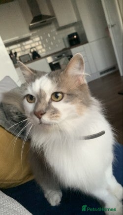 Ragdoll cats Gorgeous girl needs a home - Advert 15