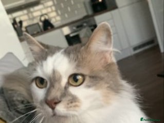 Ragdoll cats Gorgeous girl needs a home - Advert 1