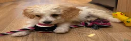 Cavapoo dogs for sale: F1b Cavapoo puppies! - Advert 13
