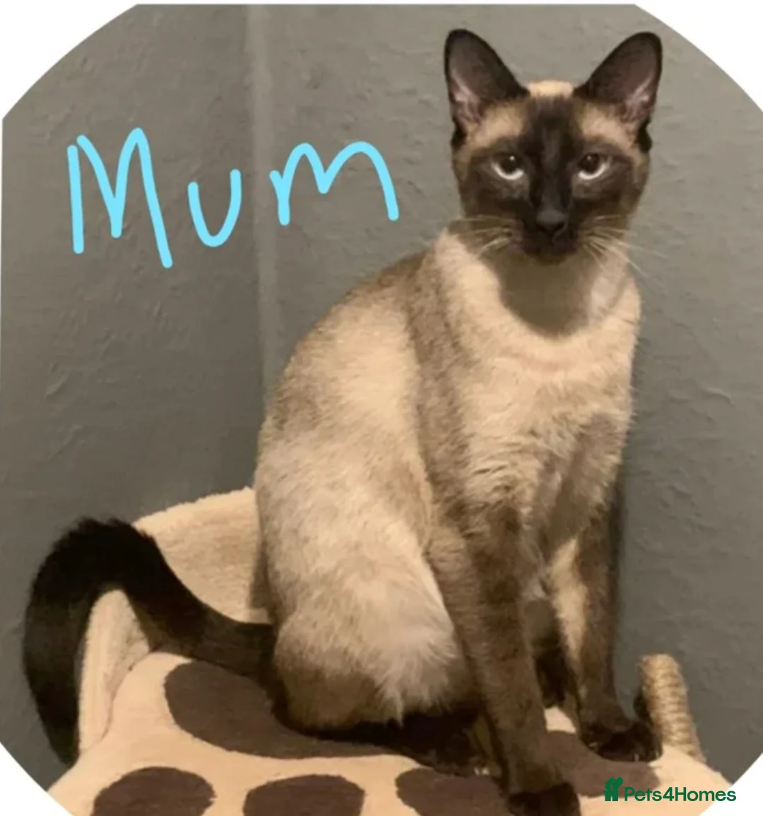 Siamese cats for sale: Traditional Siamese Kitten - Advert 2