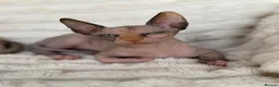 Sphynx cats for sale: Beautiful Sphynx Girl Ready for Her Forever Home  - Advert 5