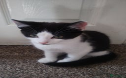 Mixed Breed cats for sale: Black kittens  - Image 22