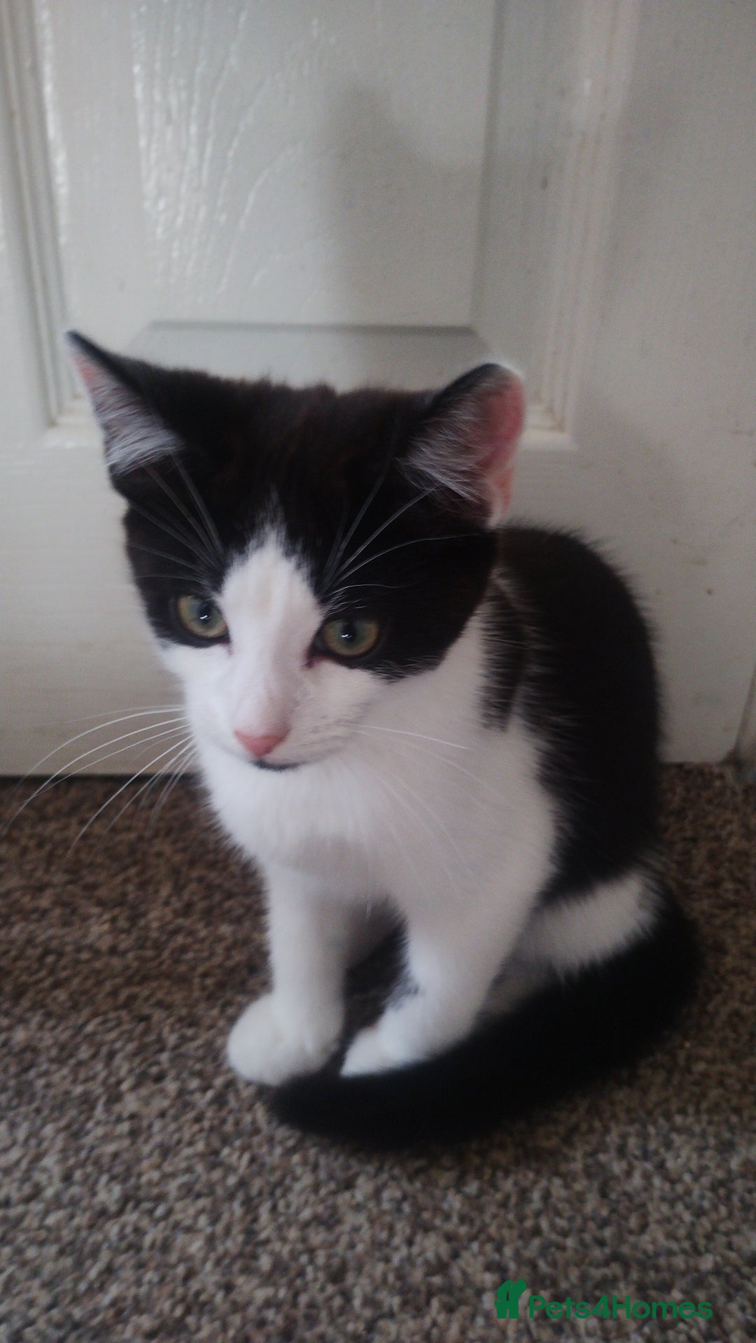 Mixed Breed cats for sale: Black kittens  - Image 22