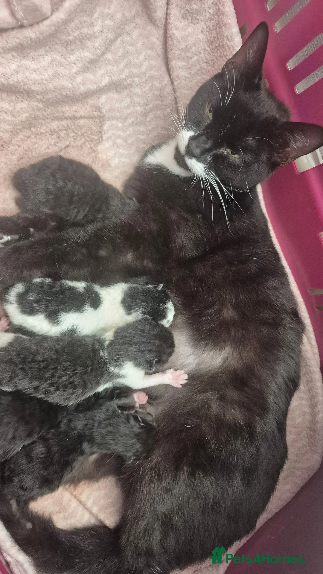 Mixed Breed cats for sale: Gorgeous Black Kitten Twins 😸 ♥️  - Advert 2