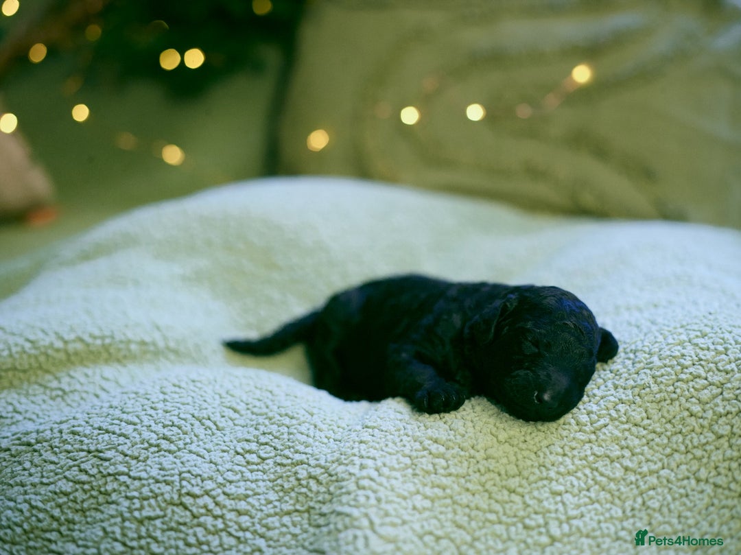 Goldendoodle dogs for sale: Exceptional Medium Goldendoodle pups for sale - Advert 9