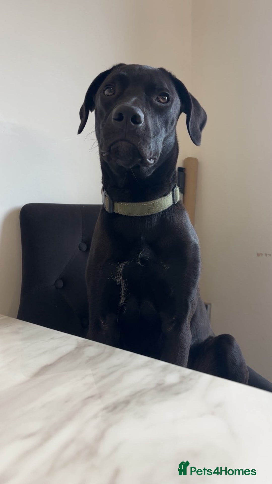 Mixed Breed dogs for sale: For sale  - Advert 2