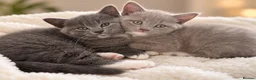 British Shorthair cats for sale: 5 beautiful BSH x Ragdoll kittens  - Advert 14