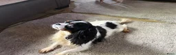 Mixed Breed dogs for sale: Pups for sale  in Wolverhampton - Advert 7