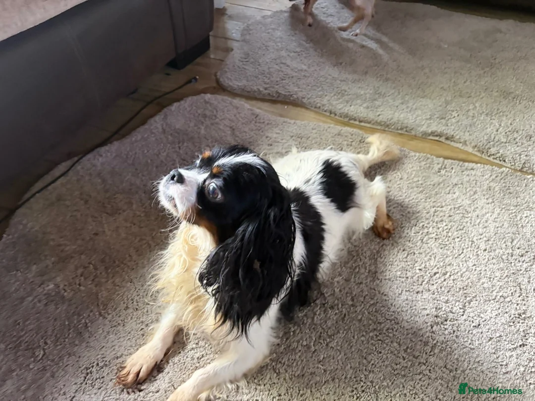 Mixed Breed dogs for sale: Pups for sale  in Wolverhampton - Advert 7