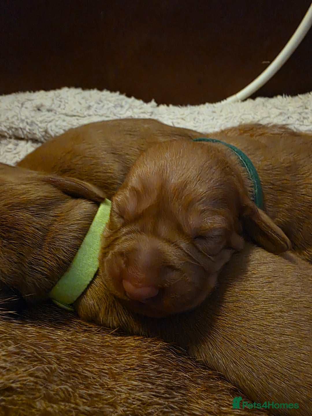 Mixed Breed dogs for sale: Hungarian vizsla cross cocker spaniel puppies - Advert 6