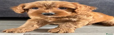 Cockapoo 6