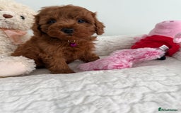 Cavapoo dogs for sale: 7 perfect f1b cavapoo’s. Fully dna & health clear. - Image 15