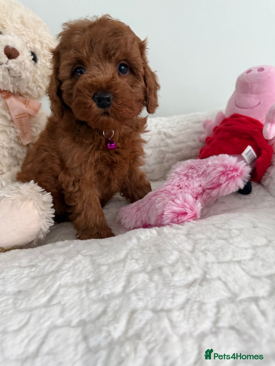 Cavapoo dogs for sale: 7 perfect f1b cavapoo’s. Fully dna & health clear. - Image 15