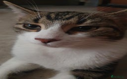 Mixed Breed cats for sale: MALE KITTEN FOR A LOVING HOME  - Image 1