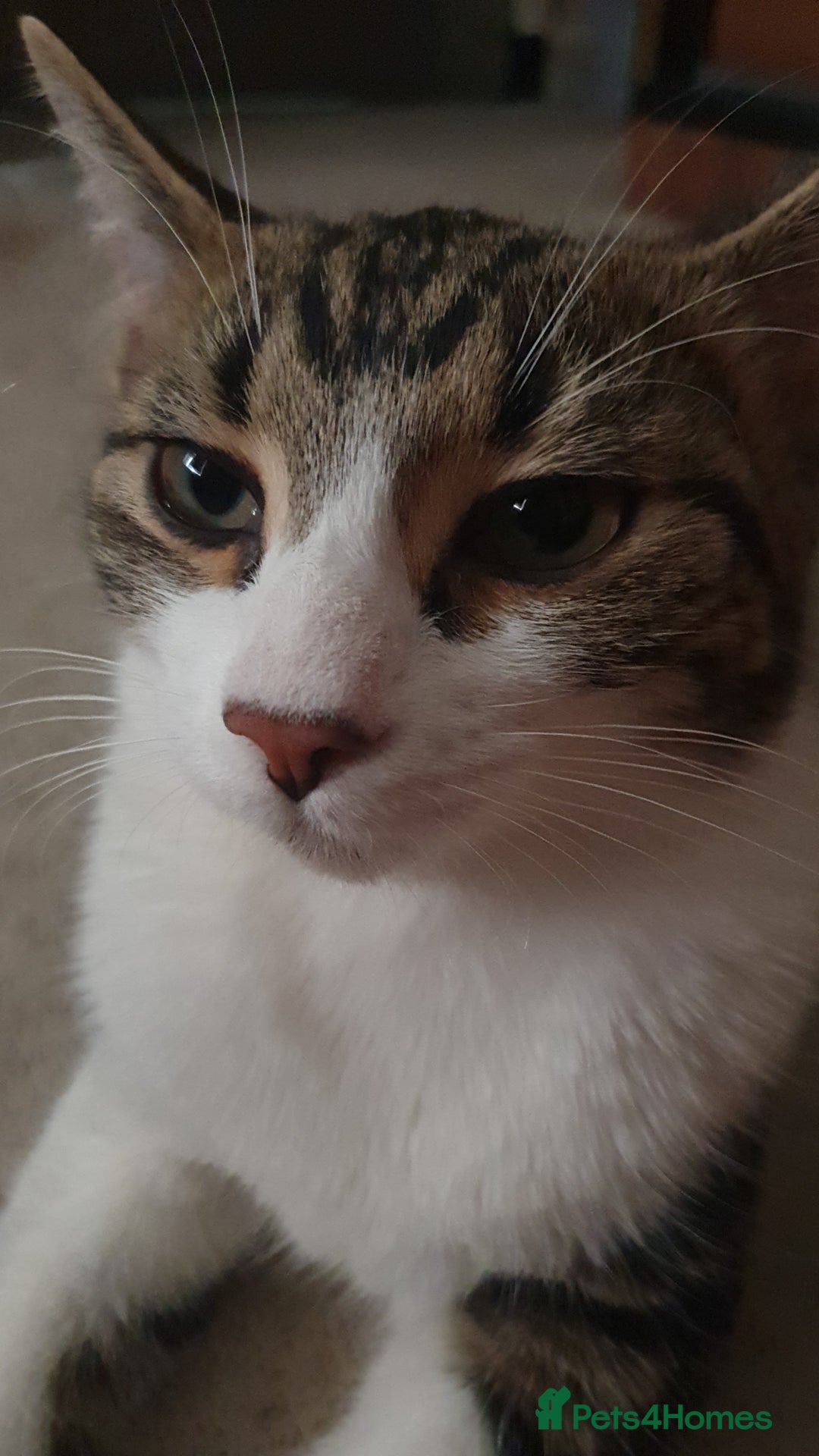 Mixed Breed cats for sale: MALE KITTEN FOR A LOVING HOME  - Image 1