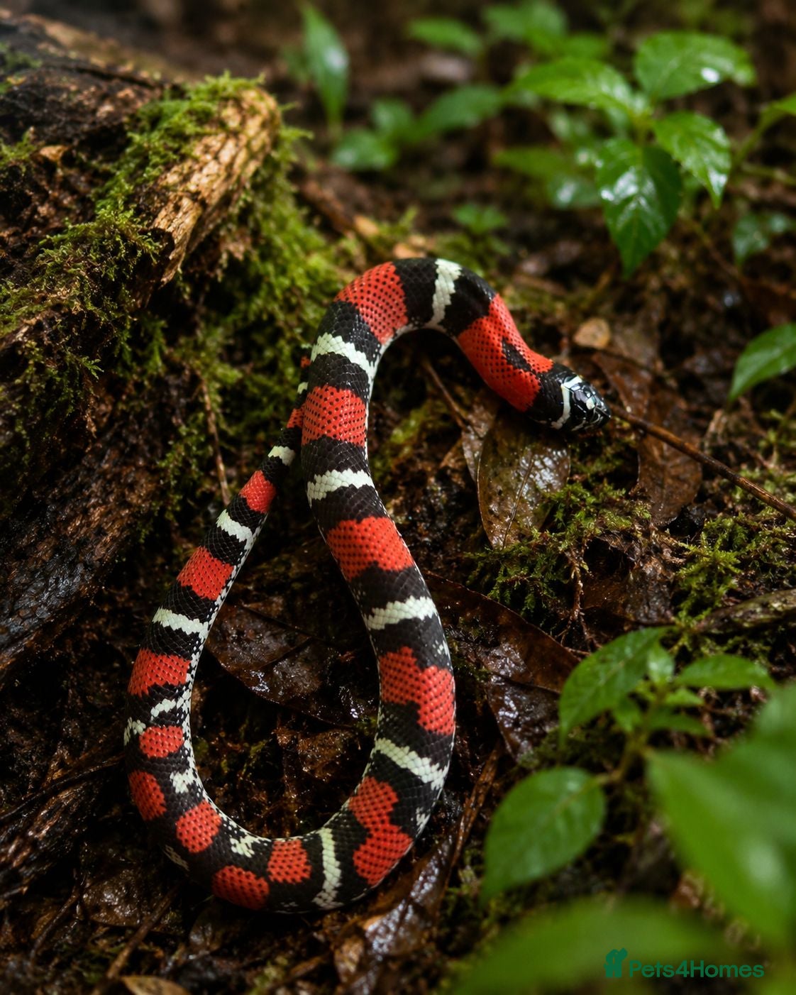 Mixed Breed reptiles Tri Colour Hognose Snakes  - Advert 8