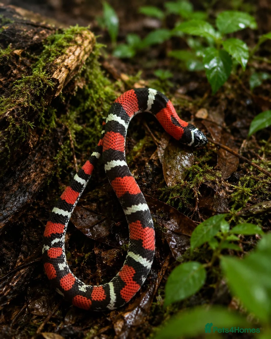 Mixed Breed reptiles for sale: Tri Colour Hognose Snakes  - Advert 2