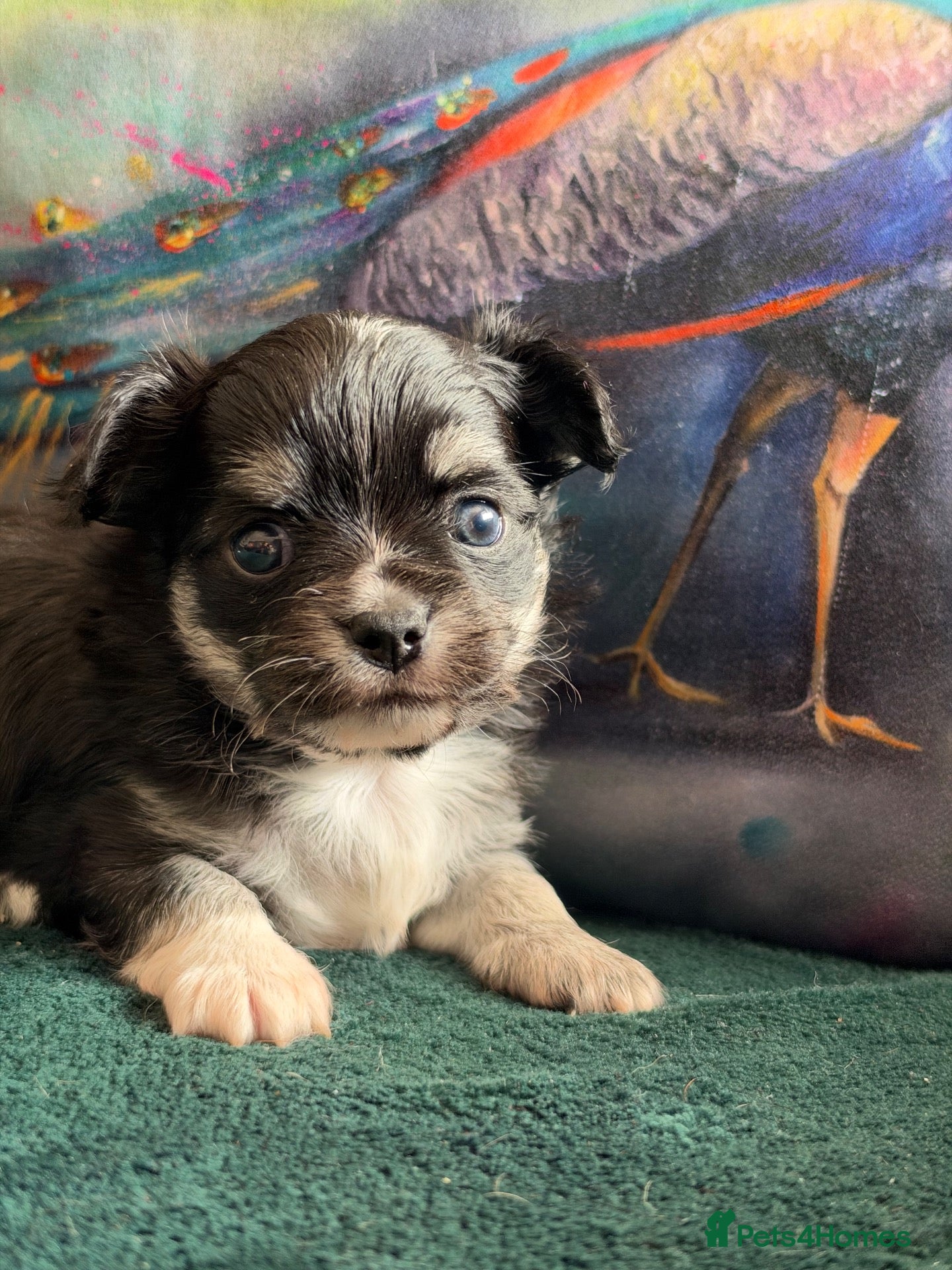Chihuahua dogs Stunning quality KC reg long coat boy 🖤🤍  - Advert 2