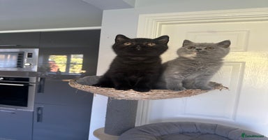 British Shorthair cats - Advert 8