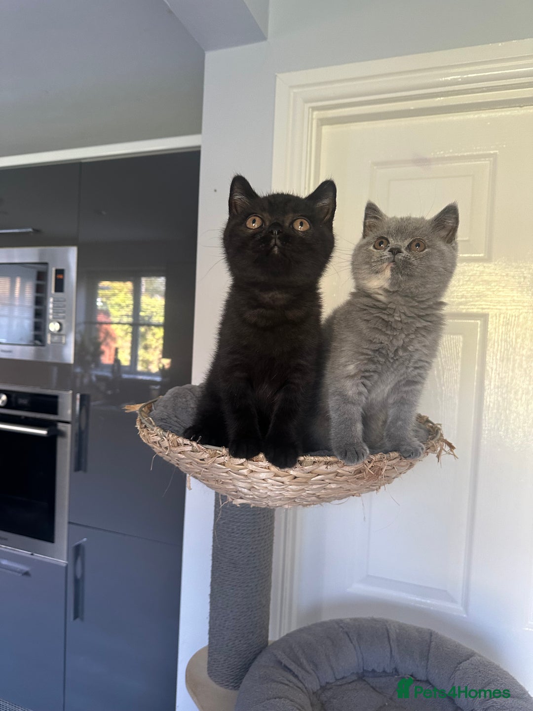 British Shorthair cats for sale: Gccf pedigree black little boy  - Image 5