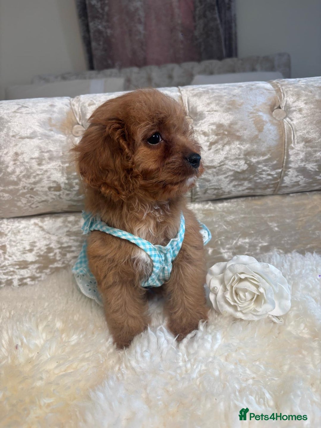 Cavapoo dogs for sale: Stunning f1 quality cavapoo puppies - Image 7