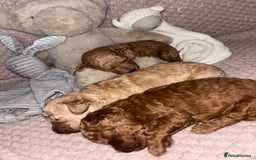 Toy Poodle dogs for sale: 3 stunning toy poodle females  - Image 4