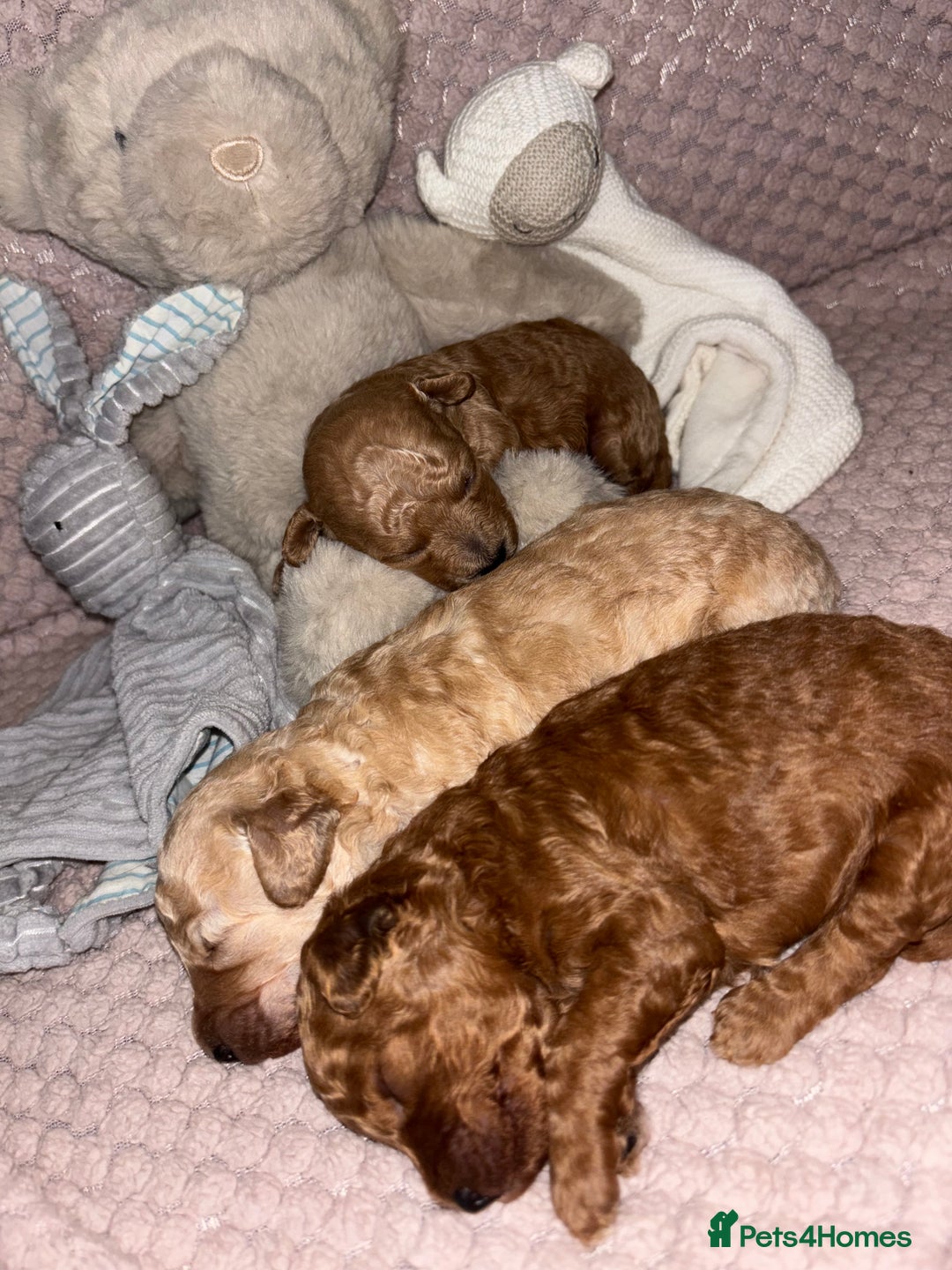 Toy Poodle dogs for sale: 3 stunning toy poodle females  - Image 4