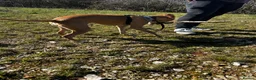 Mixed Breed dogs for sale: Rehome 11 month old greyhound x staffy  - Advert 9