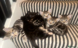 Mixed Breed cats for sale: 3 Beautiful Kittens Remaining  - Image 13