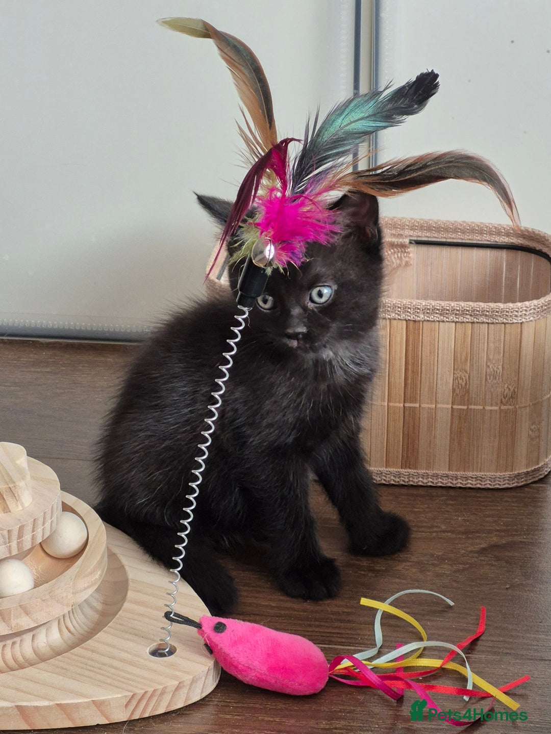 Persian cats for sale: Half persian fluffy kittens - Image 4