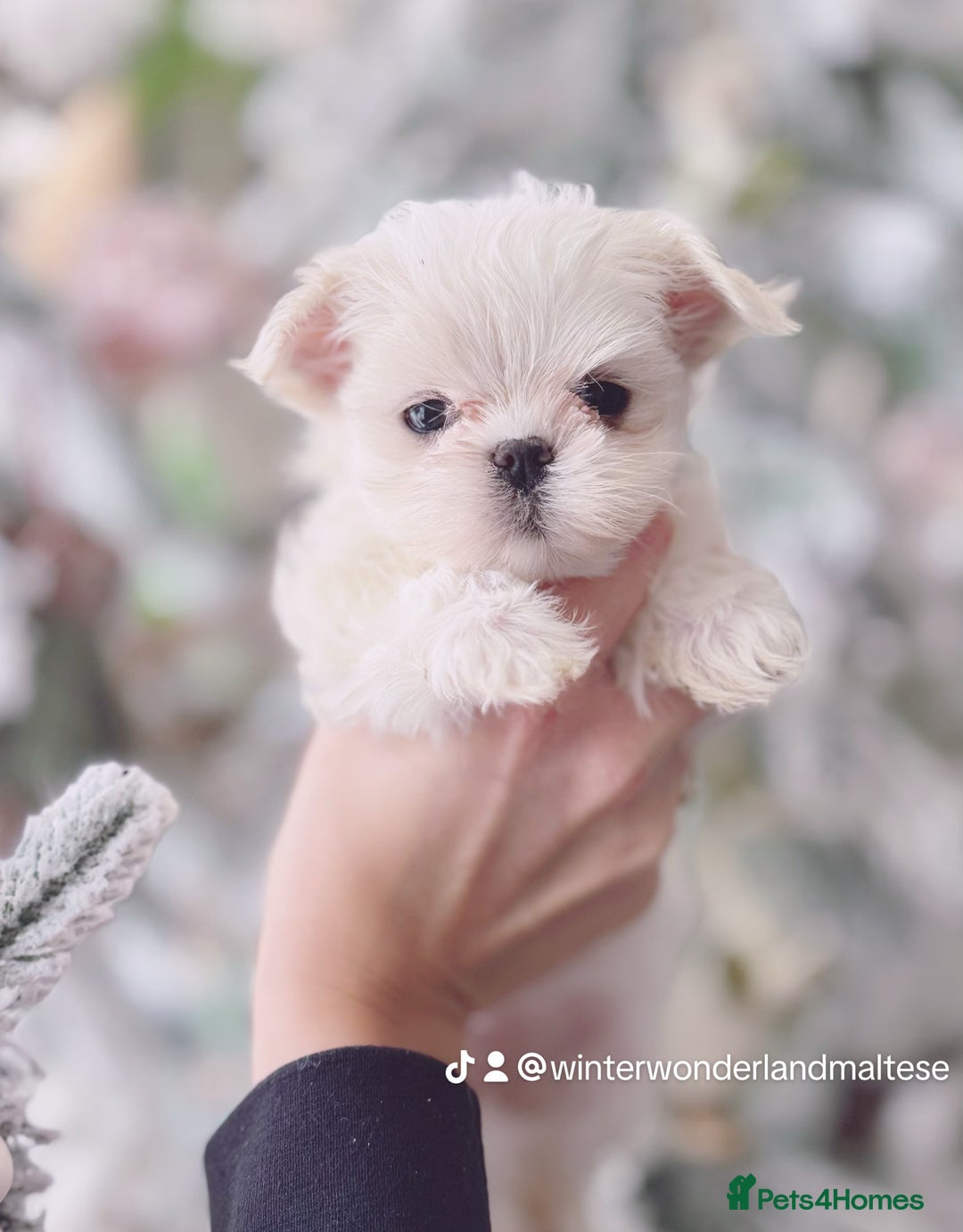 Maltese dogs for sale: 🩷Exclusive 🧬 DNA Tested 🧬 Full Korean Maltese🩵 - Advert 17