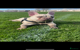French Bulldog dogs for sale: 2 Year old Frenchie  - Image 1