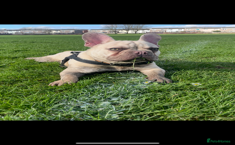 French Bulldog dogs - Advert 3