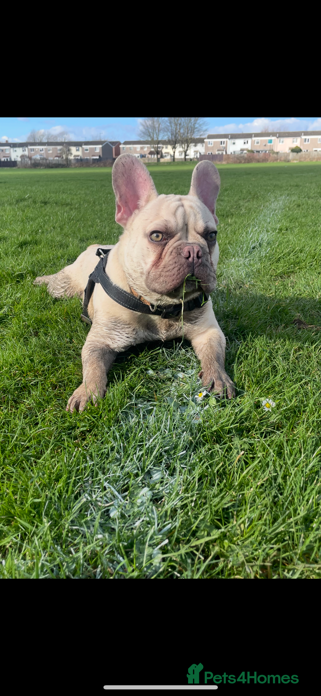 French Bulldog dogs for sale: 2 Year old Frenchie  - Image 1