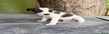 Lurcher Puppy 2
