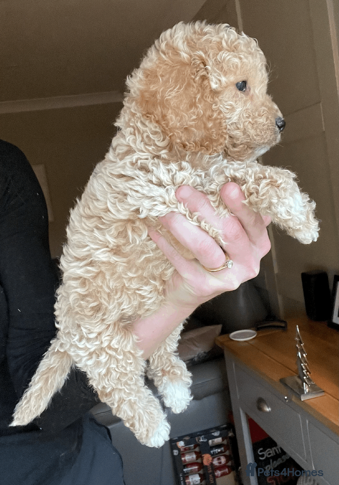 Cockapoo dogs for sale: F1b TOY COCKAPOO PUPS - DNA Health Tested!! - Advert 21