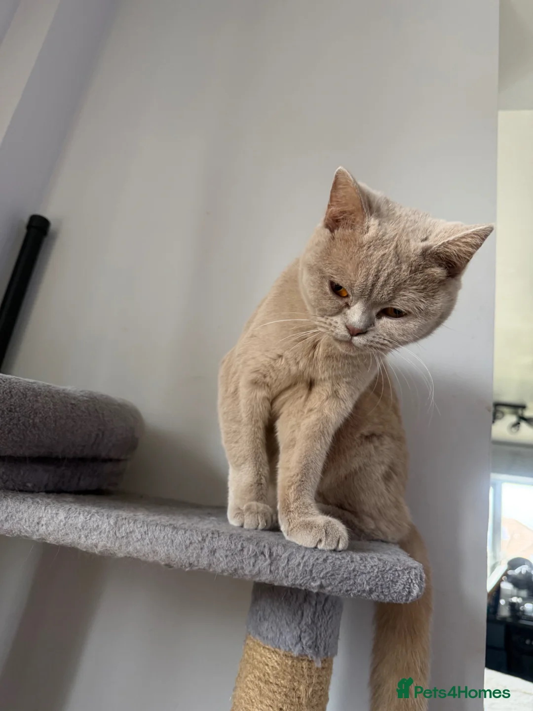 British Shorthair cats for sale: Pinky  - Advert 2